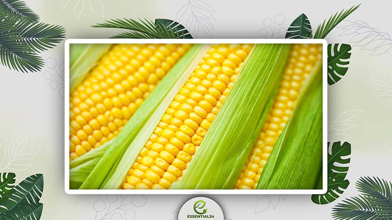Nutritional Value of Corn 